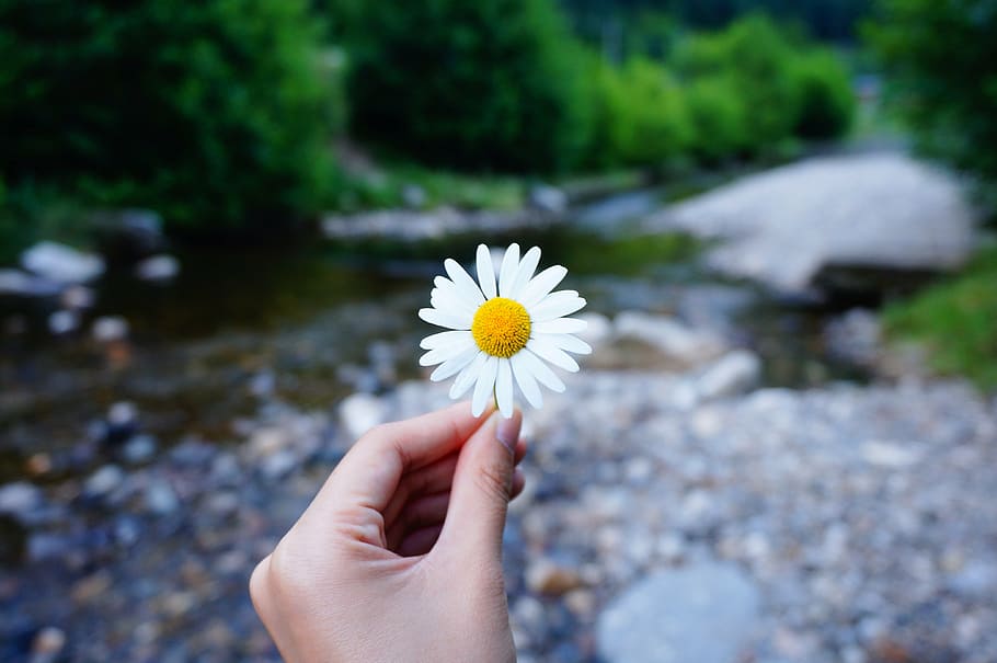 overfladisk, fokus fotografering, daisy blomst, blomst, hånd, holde, flod, Skov, menneskelig hånd, menneskelig kropsdel, en person, bedrift, udendørs, dag, skrøbelighed, vand, natur, blomstrende plante, plante, friskhed, sårbarhed, skønhed i naturen, tæt på, fokus på forgrunden, finger, blomsterstand, blomsterhoved, kropsdel, pollen, 4K