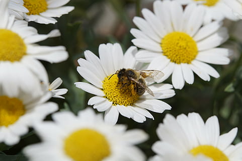 albină, polen, nectar, închide, părăluțe, polenizare, colectarea, colecta polen, insectă, presăra, inflori, a inflori, colecta nectarul, floare, planta cu flori, prospeţime, fragilitate, plantă, petală, vulnerabilitate, frumusețe în natură, nevertebrat, creştere, cap de floare, animale tematice, animal, animale în sălbăticie, un animal, inflorescenţă, margaretă, a închide, galben, nici o persoana, în aer liber, 5K, CC0, domeniu public, fără drepturi de autor