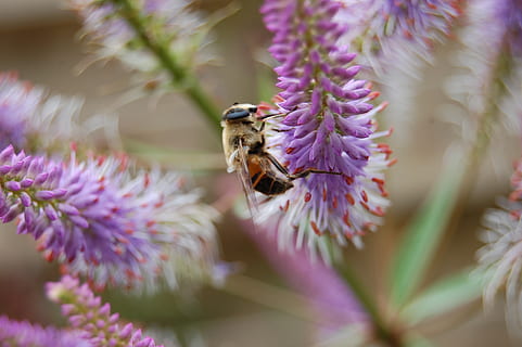 ผึ้ง, bumblebee, แมลง, ธรรมชาติ, ใกล้ชิด, ไม้ดอก, ดอกไม้, ธีมสัตว์, สัตว์, สัตว์ที่ไม่มีกระดูกสันหลัง, สัตว์ในป่า, สัตว์หนึ่งตัว, ความบอบบาง, สัตว์ป่า, ความอ่อนแอ, ปลูก, กลีบดอกไม้, ความงามในธรรมชาติ, การเจริญเติบโต, หัวดอกไม้, เลือกโฟกัส, ความสด, การผสมเกสรดอกไม้, สีชมพู, สีม่วง, ไม่มีคน, ฤดูใบไม้ผลิ, เรณู, 2K, CC0, โดเมนสาธารณะ, ค่าลิขสิทธิ์ฟรี