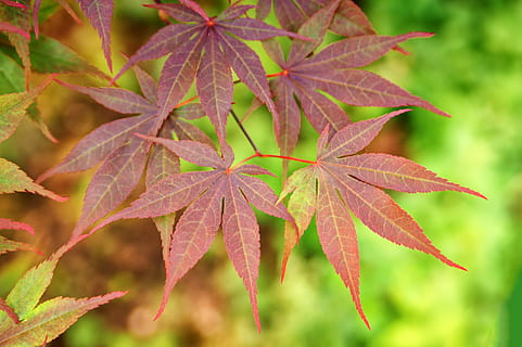 planta de hojas marrones, hojas, arce, primavera, hoja, naturaleza, rojo, vistoso, hoja de arce, verde, japonés, hojas de arce, parte de la planta, otoño, planta, cambio, de cerca, belleza en la naturaleza, centrarse en primer plano, nadie, árbol de arce, crecimiento, al aire libre, día, vulnerabilidad, vena de la hoja, color verde, fragilidad, condición natural, 5K, CC0, dominio público, libre de derechos
