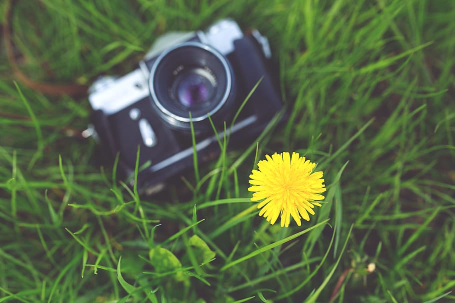 wenig, Gelb, Blume, alt, Kamera, Gras, Grün, Fotograf, Fotografie, Fotos, Frühling, Sommer-, Jahrgang, Zenit, Pflanze, Fotografie-Themen, Kamera - Fotoausrüstung, blühende Pflanze, Aktivität, Technologie, Fotografieren, Nahansicht, grüne Farbe, Frische, Natur, Fotoausrüstung, Digitalkamera, Tag, Fokus auf den Vordergrund, draußen, Blütenkopf, Spiegelreflexkamera, Heimvideokamera, Dreharbeiten, 4K
