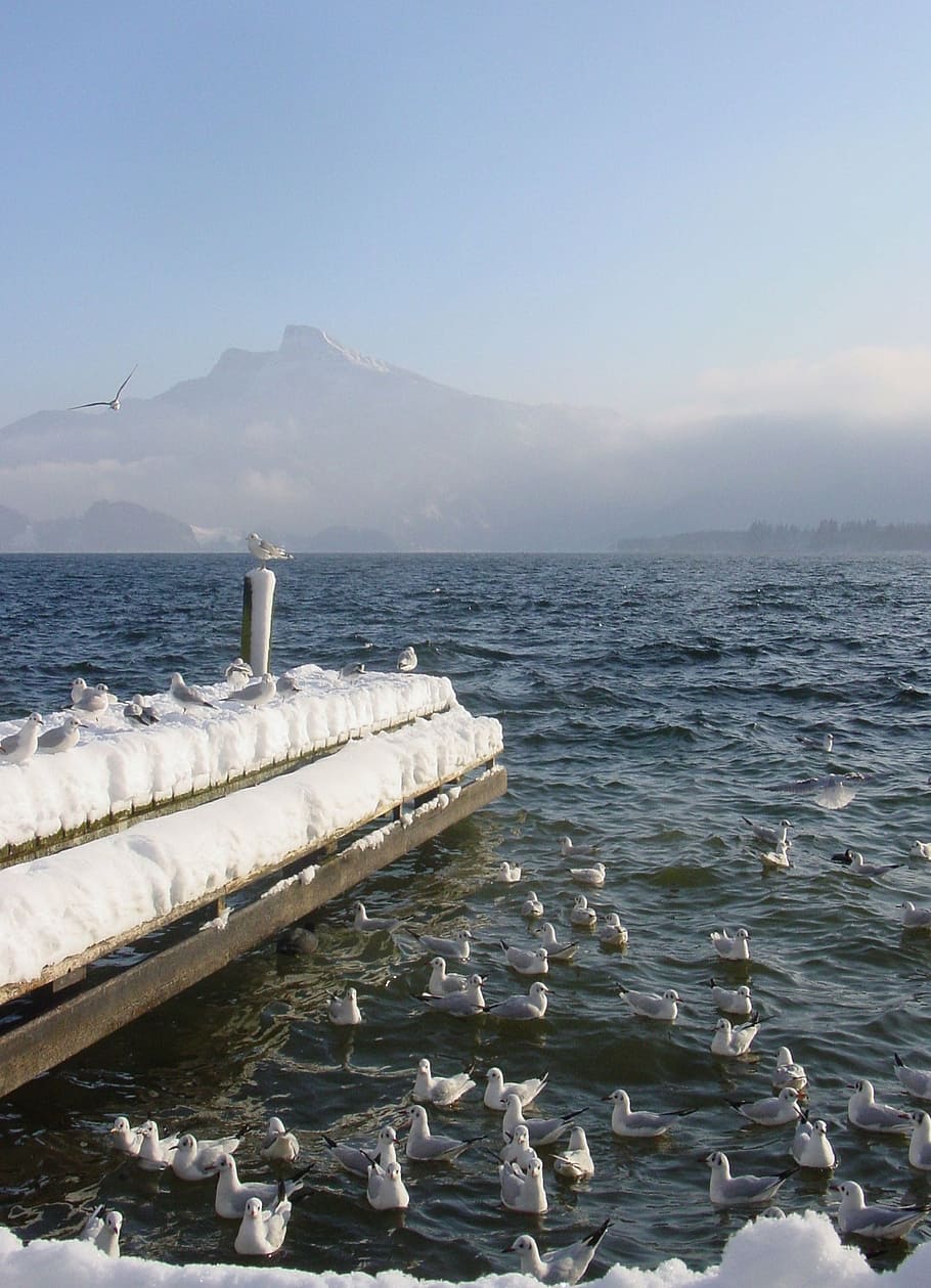 llac, mondsee, hivern, web, passeig del llac, muntanya d’ovelles, salzkammergut, aigua, mar, escenics - natura, bellesa a la natura, cel, muntanya, dia, tranquil·litat, cap gent, naturalesa, escena tranquil·la, escena no urbana, a l'aire lliure, idíl·lic, rock, remot, temperatura de fred, sòlid, terra, 1080P