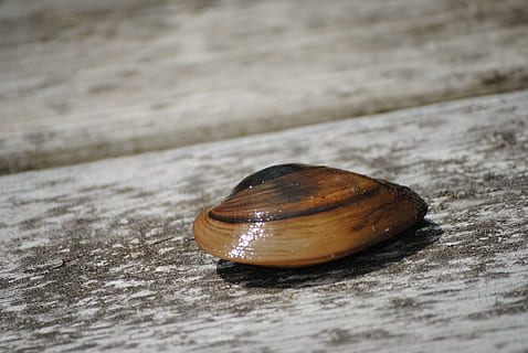 shell, clam, pattern, sea, marine, animal, tropical, life, wildlife, aquatic, saltwater, exotic, undersea, ecosystem, creature, close-up, invertebrate, no people, animal wildlife, wood - material, mollusk, animal shell, selective focus, day, single object, gastropod, animal themes, nature, table, outdoors, brown, snail, focus on foreground, wood grain, 4K, CC0, public domain, royalty free