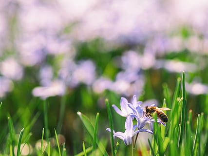 photo macro, abeille, violet, fleur, vert, feuille, brouiller, bokeh, insecte, nectar, herbe, la nature, été, pollinisation, pollen, fermer, plante, en plein air, macro, plante à fleurs, fragilité, beauté dans la nature, vulnérabilité, pétale, fraîcheur, croissance, tête de fleur, un animal, champ, se concentrer sur le premier plan, inflorescence, terre, personne, couleur verte, printemps, crocus, 2K, CC0, domaine public, libre de droits