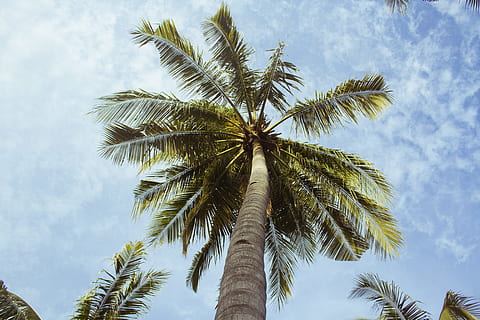 scăzut, unghi de fotografiere, verde, copac de cocos, viermi ochi vedere, timpul zilei, viermele ochiului, fotografie, alb, noros, cer, palmier, copac, trompă, climat tropical, natură, albastru, vară, vacante, în aer liber, nici o persoana, palmier de cocos, locații de călătorie, idilic, plajă, vedere unghiulară joasă, trunchi de copac, plantă, creştere, nor - cer, frumusețe în natură, zi, copac tropical, frunza de palmier, frunze, înalt - înalt, imediat mai jos, 5K, CC0, domeniu public, fără drepturi de autor
