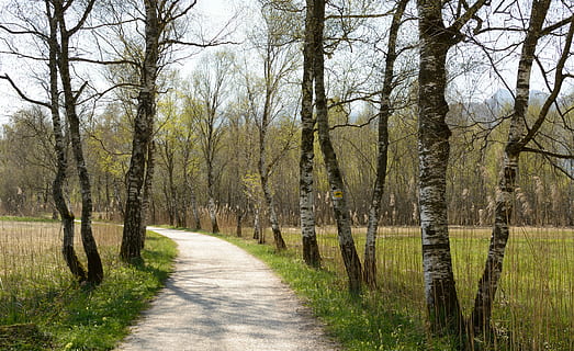 avenue, birk, væk, forår, sti, vandring, trækantede avenue, natur, gå, birkeskov, promenade, birkalade, natursti, genopretning, træ, bare træ, landskab, ingen mennesker, scenics, plante, ro, retning, vejen frem, jord, rolig scene, skønhed i naturen, ikke-urbane scene, vækst, bagagerum, træstamme, Skov, scenics - natur, dag, udendørs, faldende perspektiv, treelined, 5K, CC0, offentligt domæne, royaltyfrie