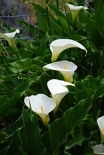flors, primavera, floració, primavera, florir, flor, pètal, creixement, frescor, cap gent, primer pla, planta, planta amb flors, bellesa a la natura, vulnerabilitat, fragilitat, part de la planta, cap de flor, full, Color blanc, inflorescència, naturalesa, lliri de cala, centrar-se en primer pla, dia, a l'aire lliure, 4K, CC0, domini públic, lliure de regalies