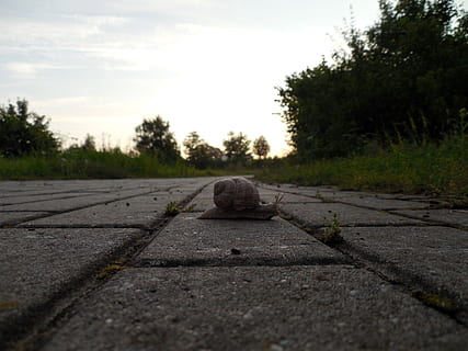 snegl, skal, mollusk, snegl shell, langsomt, plante, træ, himmel, vejen frem, transportmidler, retning, natur, dag, vej, ingen mennesker, faldende perspektiv, udendørs, sti, overflade niveau, ro, sky - himmel, sollys, gade, rolig scene, skygge, 2K, CC0, offentligt domæne, royaltyfrie