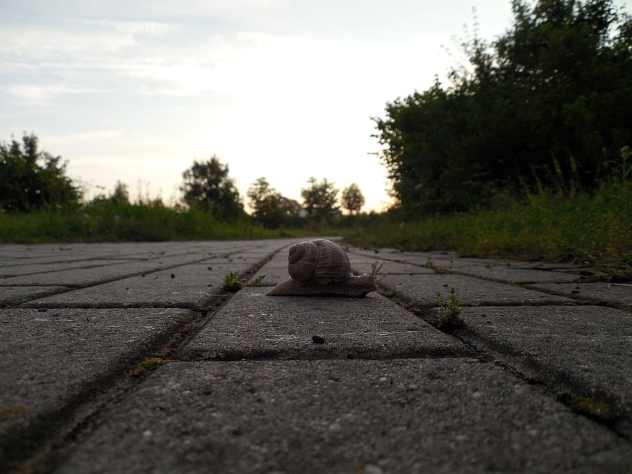 hlemýžď, shell, měkkýš, Ulita šneka, pomalu, rostlina, strom, nebe, cesta vpřed, přeprava, směr, Příroda, den, silnice, nikdo, perspektiva, venku, pěšina, povrchu, klid, mrak - nebe, slunečního světla, ulice, klidné scény, stín, 2K