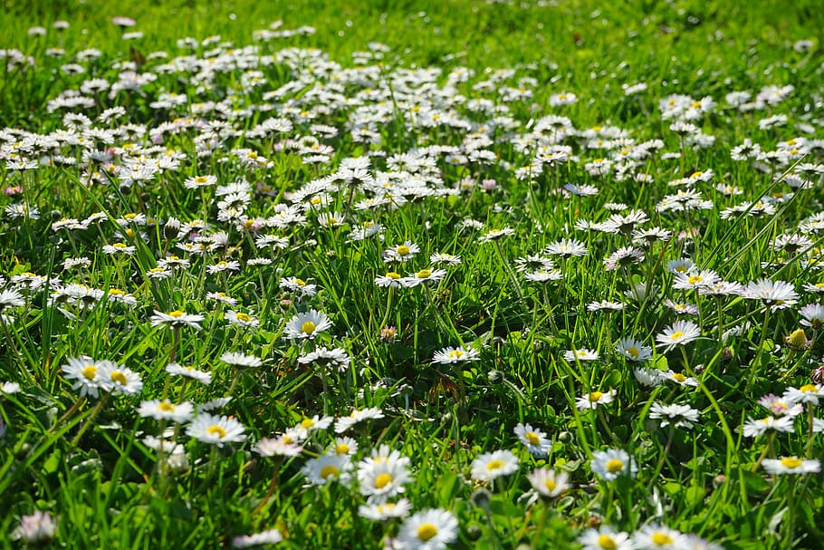 margherita, corsa, prato, bianca, tappeto di fiori, fiore, fiorire, fioritura, filosofia di Bellis, margherita pluriennale, Tausendschön, monatsroeserl, m p, piccola margherita, compositi, Asteraceae, fiore del prato inglese, pianta d'erba, pianta da foraggio, pianta medicinale, pianta, crescita, colore verde, pianta fiorita, erba, bellezza nella natura, terra, campo, fragilità, vulnerabilità, freschezza, messa a fuoco selettiva, nessuno, natura, Colore bianco, giorno, la tranquillità, all'aperto, fotogramma intero, testa di fiore, primavera, 5K