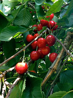 Kirschen, Kirschrot, rot, baum, Kirsche, rot, Baum, Kirsche Ernte, Blatt, Obst, Essen und Trinken, Lebensmittel, Pflanzenteil, gesundes Essen, Wachstum, Pflanze, Frische, Natur, grüne Farbe, Wohlbefinden, Nahansicht, Beerenfrucht, Tag, Ast, keine Leute, Schönheit in der Natur, reif, draußen, Vogelbeere, 1080P, CC0, gemeinfrei, lizenzfrei