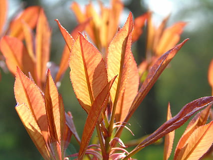 Blatt, Natur, Flora, fallen, hell, Jahreszeit, Baum, draußen, Garten, Wachstum, beschwingt, Sommer-, botanisch, Strauch, Pflanze, tropisch, exotisch, natürlich, Frühling, Urwald, Textur, bunt, Blätter, Botanik, Laub, orange Farbe, Nahansicht, Herbst, Pflanzenteil, Schönheit in der Natur, Fokus auf den Vordergrund, Veränderung, keine Leute, Tag, Zerbrechlichkeit, Verletzlichkeit, Ruhe, Blume, blühende Pflanze, natürlicher Zustand, 5K, CC0, gemeinfrei, lizenzfrei
