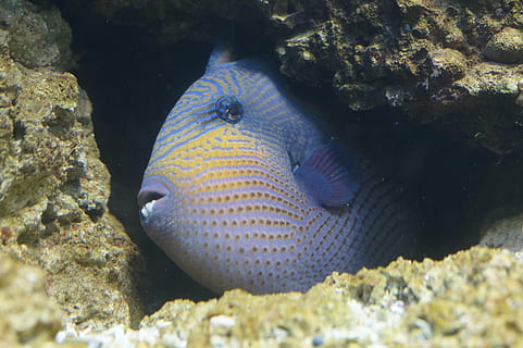 peixos blaus mascotes, peix, peix disparador, amagat, esquerdes, escull, Escull de corall, sota l'aigua, aquari, mar, meeresbewohner, aigua, animals marins, món submarí, exòtic, animal, criatura d’aigua, colorit, es va retirar, cap, animals a la natura, fauna animal, temes d'animals, la vida marina, submarí, marí, vertebrats, un animal, nedar, naturalesa, coral, invertebrat, cap gent, bellesa a la natura, a l'aire lliure, ecosistema, 5K, CC0, domini públic, lliure de regalies