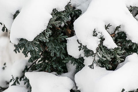 Schnee, bedeckt, Kiefer, Baum, Schneefoto, Grün, Weiß, Winter, kalte Temperatur, Natur, Pflanze, weiße Farbe, Tag, keine Leute, gefroren, draußen, Abdeckung, grüne Farbe, Nahansicht, Land, Schönheit in der Natur, Umgebung, Feier, extremes Wetter, Nadelbaum, Tannenbaum, schneebedeckter Berg, schneit, 5K, CC0, gemeinfrei, lizenzfrei