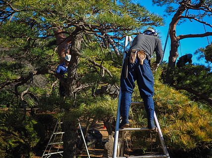 man, standing, ladder, worker, laborer, tree, garden, gardener, nature, sunny, work, outdoor, spring, tokyo, japan, plant, real people, leisure activity, lifestyles, full length, growth, men, people, forest, casual clothing, land, day, rear view, activity, beauty in nature, adult, outdoors, 4K, CC0, public domain, royalty free