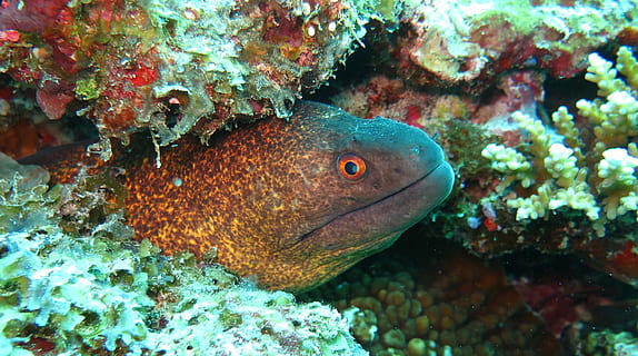 gul, margen, moray ål, moray, ål, gul margin moray ål, muræne, ål, undervands-, marine, fisk, hav, rev, dyr, natur, hav liv, vand, tropisk klima, dyreliv, koral, blå, dykning, undersøiske, et dyr, dyre temaer, dyr i naturen, hvirveldyr, hvirvelløse, svømning, ingen mennesker, tæt på, forurening, økosystem, 2K, CC0, offentligt domæne, royaltyfrie