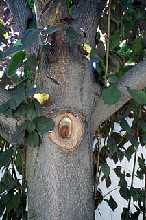 Baum, Geäst, Blätter, Grün, Ast, Natur, Weiß, Holz, natürlich, Landschaft, draußen, Pflanze, Pflanzenteil, Blatt, Wachstum, Tag, keine Leute, Nahansicht, Baumstamm, Kofferraum, grüne Farbe, Schönheit in der Natur, Fokus auf den Vordergrund, Loch, Zaun, Flachwinkelansicht, Holz - Material, Borke, 4K, CC0, gemeinfrei, lizenzfrei