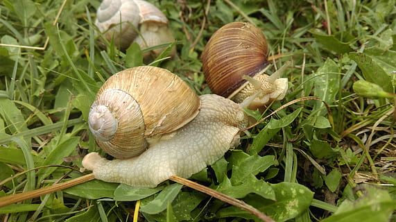 cargol, shell, lentament, gatejar, naturalesa, animal, viscós, mol·lusc, primer pla, gasteròpode, planta, creixement, invertebrat, menjar, fauna animal, cap gent, terra, full, vegetals, part de la planta, dia, closca d’animals, temes d'animals, a l'aire lliure, toadstool, 4K, CC0, domini públic, lliure de regalies