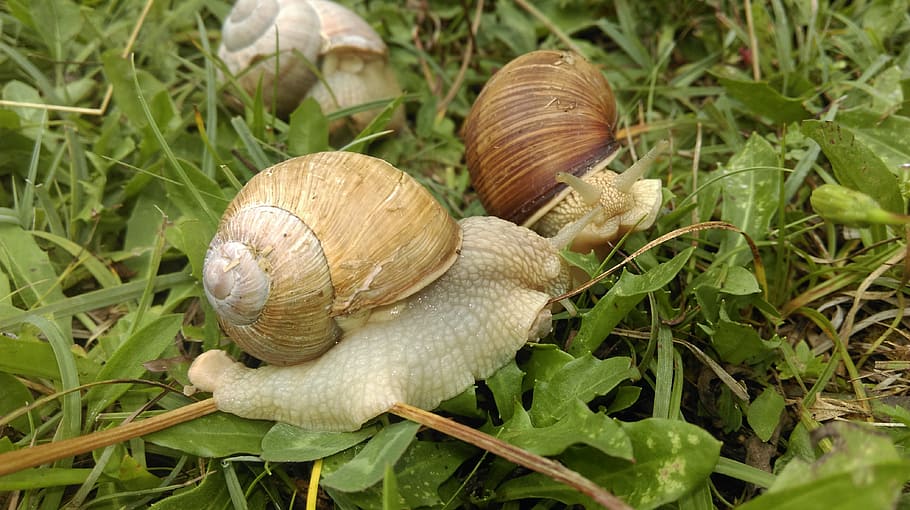 cargol, shell, lentament, gatejar, naturalesa, animal, viscós, mol·lusc, primer pla, gasteròpode, planta, creixement, invertebrat, menjar, fauna animal, cap gent, terra, full, vegetals, part de la planta, dia, closca d’animals, temes d'animals, a l'aire lliure, toadstool, 4K