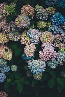beraneka warna, bunga-bunga, dangkal, fotografi fokus, berwarna merah muda, biru, kuning, bunga petaled, selektif, foto fokus, siang hari, berwarna, bunga, tanaman, hydrangea, berkembang, daun bunga, menanam, alam, musim panas, ungu, kesegaran, daun, merapatkan, latar belakang, pertumbuhan, keindahan di alam, hari, kerentanan, kerapuhan, tidak ada orang, bagian tanaman, tanaman berbunga, warna hijau, tampilan sudut tinggi, di luar rumah, makanan dan minuman, kelimpahan, buah, seikat bunga, 5K, CC0, domain publik, bebas royalti