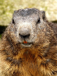 Biber, Nagetier, schließen, ein Tier, Tierwelt, Tiere in freier Wildbahn, Tier, Porträt, Nahansicht, Säugetier, Fokus auf den Vordergrund, Kamera betrachten, Tag, keine Leute, Wirbeltier, Tierkörperteil, Natur, draußen, braun, Whisker, Schnauze, tierische Nase, 1080P, CC0, gemeinfrei, lizenzfrei