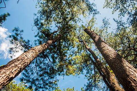 baix, fotografia d'angle, arbres, escorça, branques, medi ambient, bosc, creixement, fulles, fotografia d'angle baix, naturalesa, a l'aire lliure, cel, alt, arbre, troncs, boscos, planta, vista d’angle baix, tronc de l'arbre, tronc, branca, dia, bellesa a la natura, tranquil·litat, cap gent, llum solar, alta - alta, cel clar, blau, escenics - natura, copa de l'arbre, directament a sota, 4K, CC0, domini públic, lliure de regalies