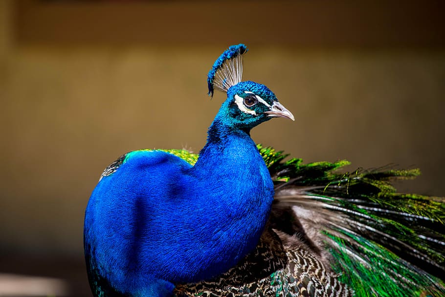 Blau, Grün, Pfau, pfauenblau, Tierthemen, Vogel, Tier, ein Tier, Wirbeltier, Tierwelt, Pfauenfeder, Tiere in freier Wildbahn, keine Leute, Tierkörperteil, Nahansicht, Schönheit in der Natur, männliches Tier, Fokus auf den Vordergrund, Feder, suchen, Natur, Tierkamm, Tierkopf, türkisfarben, Tierauge, 5K