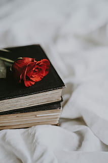 avvicinamento, foto, rosso, rosa, nero, libro, selettivo, fotografia a fuoco, Due, libri, bianca, tessile, pila, fiore, pianta fiorita, pianta, bellezza nella natura, pubblicazione, in casa, letteratura, nessuno, formazione scolastica, natura morta, natura, saggezza, messa a fuoco selettiva, freschezza, vista dall'alto, testa di fiore, 8K, CC0, dominio pubblico, privo di copyright