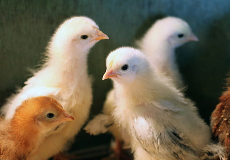 gagică, Paști, Brahma, cherry egger, bebelus, pene, păsări de curte, găină, fermă, recipient, pui de pasăre, pasăre, agricultură, animal, șeptel, puisor, tânără pasăre, grup de animale, animale tematice, tânăr animal, animale vertebrate, animale domestice, a închide, trei animale, începuturi, intern, nici o persoana, animale de companie, natură, cioc, familie de animale, 4K, CC0, domeniu public, fără drepturi de autor