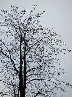 tree, leafless tree, autumn, winter, twilight, grim, inconsolable, sorrow, grief, sky, plant, low angle view, branch, beauty in nature, no people, nature, tranquility, clear sky, day, growth, outdoors, silhouette, scenics - nature, bare tree, tranquil scene, vertebrate, bird, group of animals, flock of birds, 2K, CC0, public domain, royalty free