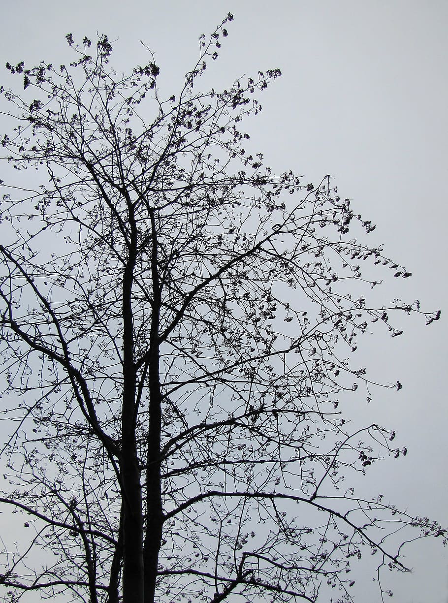 træ, bladløse træ, efterår, vinter, tusmørke, barsk, utrøstelig, sorg, himmel, plante, lav vinkel visning, afdeling, skønhed i naturen, ingen mennesker, natur, ro, skyfri himmel, dag, vækst, udendørs, silhuet, scenics - natur, bare træ, rolig scene, hvirveldyr, fugl, gruppe af dyr, flok af fugle, 2K
