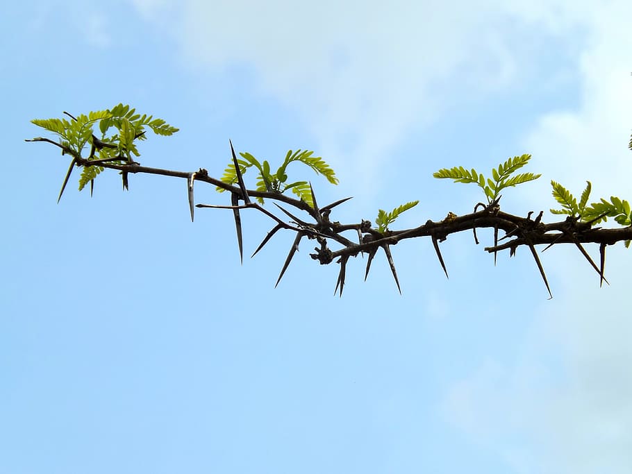 girar, casey, arbre, planta, cel, dia, cap gent, naturalesa, a l'aire lliure, vista d’angle baix, creixement, branca, núvol - cel, full, blau, bellesa a la natura, part de la planta, color verd, flor, planta amb flors, llum solar, 4K