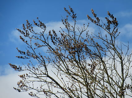 Geäst, Wolken, Silhouette, Knospe, Himmel, früher Frühling, Pflanze, Buchse, Natur, Tag, Flachwinkelansicht, keine Leute, Winter, Schönheit in der Natur, Wachstum, wolke - himmel, Ast, Baum, Ruhe, Blau, draußen, Blume, Szenen - Natur, kahler Baum, blühende Pflanze, Sonnenlicht, 4K, CC0, gemeinfrei, lizenzfrei