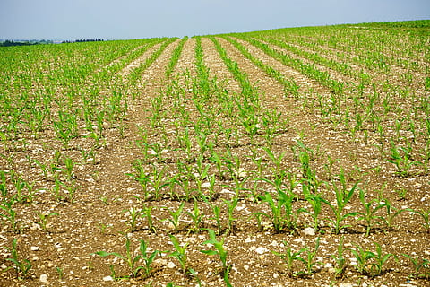 Kornfeld, Mais, Feld, Acker-, junge Pflanzen, frisch, Landwirtschaft, Pflanzen, Lebensmittel, Futtermais, Maispflanze, Pflanze, jung, Anbau, Agrarwirtschaft, Natur, wachsen, ländliche Szene, Bauernhof, Land, Wachstum, draußen, Plantage, grüne Farbe, Sommer-, Blatt, Schmutz, Landschaft, Umgebung, Ernte, in einer Reihe, Tag, Essen und Trinken, Gemüse, Szenen - Natur, Himmel, Schönheit in der Natur, keine Leute, 5K, CC0, gemeinfrei, lizenzfrei