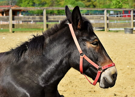 negre, cavall, de peu, marró, camp, muli, burro, mula, cap, zoo, bestiar, bèstia de càrrega, orelles, animal, transport, naturalesa, cavall de batalla, cavall de tir, mamífer, nacional, animals domèstics, mascotes, temes d'animals, vertebrats, un animal, terra, dia, centrar-se en primer pla, fauna animal, herbívors, cap gent, part del cos dels animals, brida, cap d’animals, ranxo, 4K, CC0, domini públic, lliure de regalies