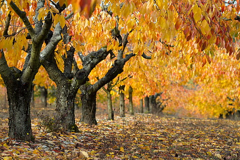 gris, arbres, groc, fulles, durant el dia, paisatge, caure, cirera, naturalesa, fulles de tardor, arbre, fulla morta, tardor, cirerers, or, canvi, full, part de la planta, color taronja, planta, bellesa a la natura, dia, creixement, terra, cap gent, tranquil·litat, a l'aire lliure, tronc de l'arbre, centrar-se en primer pla, tronc, branca, col·lecció de tardor, condició natural, treelined, 5K, CC0, domini públic, lliure de regalies