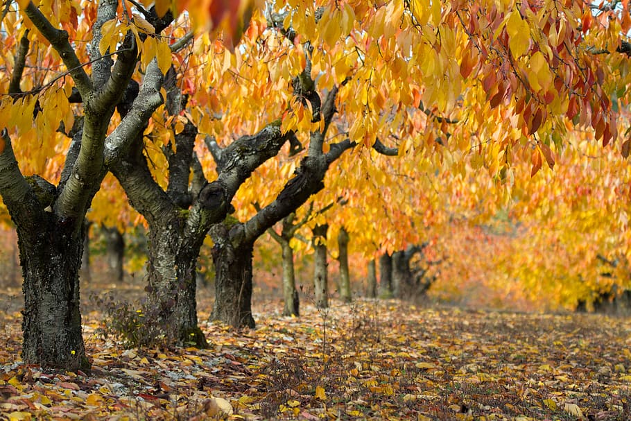 gris, arbres, groc, fulles, durant el dia, paisatge, caure, cirera, naturalesa, fulles de tardor, arbre, fulla morta, tardor, cirerers, or, canvi, full, part de la planta, color taronja, planta, bellesa a la natura, dia, creixement, terra, cap gent, tranquil·litat, a l'aire lliure, tronc de l'arbre, centrar-se en primer pla, tronc, branca, col·lecció de tardor, condició natural, treelined, 5K