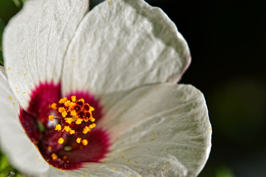 flor, blanc, timisoara, planta amb flors, planta, bellesa a la natura, primer pla, fragilitat, vulnerabilitat, frescor, pètal, pol·len, cap de flor, inflorescència, creixement, cap gent, naturalesa, enfocament selectiu, fons negre, estambres, tir de l'estudi, a l'aire lliure, 4K