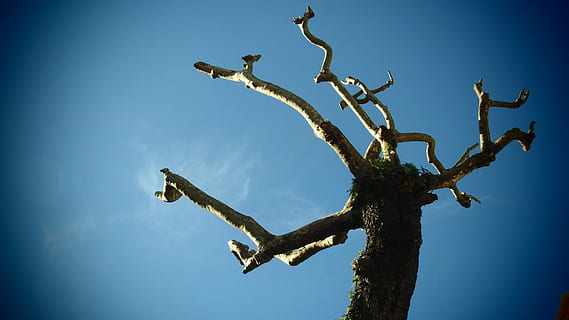 divoký, brunche, slunný, zimní, nízký, úhel fotografie, strom, mrtvý, modrý, nebe, větev, rostlina, zvíře, zvířat, Příroda, obratlovců, zvířata ve volné přírodě, nikdo, pták, kmen stromu, venku, nízký úhel pohledu, den, čisté nebe, prohlížení, jednoho zvířete, přímo pod, 4K, CC0, veřejná doména, bez autorských práv