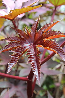 leaf, texture, pattern, nature, plant, natural, tree, foliage, tropical, plant part, close-up, beauty in nature, growth, focus on foreground, no people, autumn, day, change, red, leaves, vulnerability, outdoors, branch, fragility, selective focus, maple leaf, 5K, CC0, public domain, royalty free