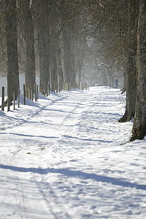 vinter, borte, kald, hvit, snø, trær, vinterstemperatur, vinterlig, vintervei, natur, kaldtemperatur, tre, retning, veien forover, ingen folk, anlegg, bare tre, synkende perspektiv, land, hvit farge, ro, rolig scene, dag, dekker, treelined, trestamme, utendørs, 5K, CC0, offentlig domene, opphavsrett gratis