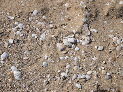 sandig, Muscheln, brechen, Land, Strand, High Angle View, Tag, Tierwelt, Natur, Tier, keine Leute, Tiere in freier Wildbahn, Schale, Sand, Tierthemen, Gruppe von Tieren, solide, große Gruppe von Tieren, Stein - Objekt, Schönheit in der Natur, Rock, texturiert, Ruhe, draußen, Kieselstein, 4K, CC0, gemeinfrei, lizenzfrei