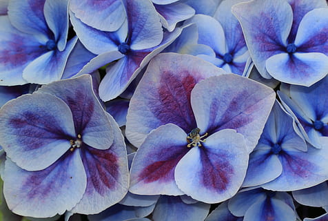 weiß-lila Hortensie Blume, Makrofotografie, Hortensie, Hortensie Blume, blühen, Blütenstand, Blütenblätter, Zierblume, Zierpflanze, Gartenpflanze, Parkanlage, Blumengarten, Flora, Botanik, farbenpracht, wunderschönen, schließen, Blau, hellblau, violett, Blume, Frische, Nahansicht, blühende Pflanze, Pflanze, Blütenblatt, Schönheit in der Natur, Verletzlichkeit, Zerbrechlichkeit, Blütenkopf, keine Leute, lila, Wachstum, Vollbild, Natur, Hintergründe, Tag, draußen, Frühling, 4K, CC0, gemeinfrei, lizenzfrei