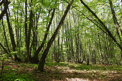 stævningsskov, Skov, devin, polykormon, Moravia, træ, natur, udendørs, træstamme, plante, jord, ro, vækst, skønhed i naturen, rolig scene, bagagerum, grøn farve, ikke-urbane scene, dag, scenics - natur, ingen mennesker, bambus lund, bambus, idyllisk, bambus - plante, 4K, CC0, offentligt domæne, royaltyfrie