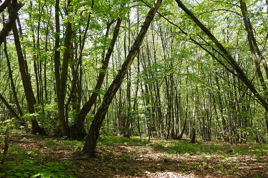 stævningsskov, Skov, devin, polykormon, Moravia, træ, natur, udendørs, træstamme, plante, jord, ro, vækst, skønhed i naturen, rolig scene, bagagerum, grøn farve, ikke-urbane scene, dag, scenics - natur, ingen mennesker, bambus lund, bambus, idyllisk, bambus - plante, 4K