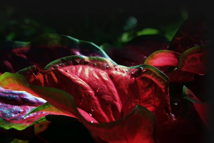 Natur, Blatt, Baum, grüne Pflanze, Wald, Grün, Pflanze, natürlich, Blätter, organisch, Moos, Frühling, frisch, Umgebung, Makro, rot, Rose, abstrakt, Blume, mehrfarbig, keine Leute, Schönheit in der Natur, Nahansicht, blühende Pflanze, Verletzlichkeit, Blütenblatt, Zerbrechlichkeit, Frische, Wachstum, Blütenstand, Blütenkopf, Pflanzenteil, selektiver Fokus, draußen, kastanienbraun, schwarzer Hintergrund, Regentropfen, Reinheit, 5K