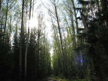 forår, Skov, himmel, blå, sol, natur, træer, landskab, spadseretur, birk, lund, klækkeligt, træ, plante, jord, vækst, ro, bagagerum, træstamme, skønhed i naturen, ingen mennesker, dag, ikke-urbane scene, rolig scene, scenics - natur, lav vinkel visning, høj - høj, udendørs, grøn farve, bambus - plante, 2K, CC0, offentligt domæne, royaltyfrie