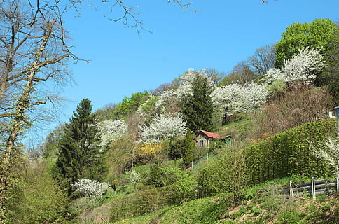 natura, albero, paesaggio, cielo, legna, bergstrasse, pianta, crescita, bellezza nella natura, giorno, la tranquillità, scena tranquilla, scenics - natura, terra, colore verde, montagna, scena non urbana, ambiente, cielo sereno, all'aperto, nessuno, blu, albero di conifere, 1080P, CC0, dominio pubblico, privo di copyright