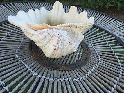conchiglia, perla, mare, nessuno, vista dall'alto, giorno, cibo e bevande, cibo, avvicinamento, freschezza, natura morta, modello, natura, barbecue, all'aperto, metallo, tavolo, grigliato, luce del sole, pronto a mangiare, preparazione, legno - materiale, griglia per barbecue, 2K, CC0, dominio pubblico, privo di copyright