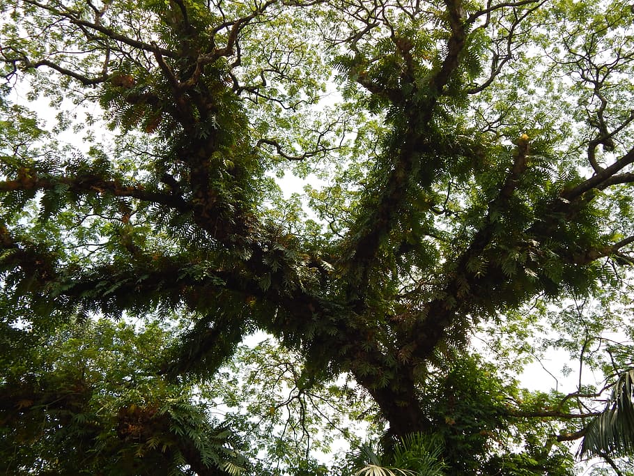 albero, vecchio, natura, ramo, foglia, vecchio albero, verde, ambiente, foresta, naturale, pianta, legna, le foglie, grande albero, giorno, all'aperto, nessuno, Inquadratura dal basso, crescita, bellezza nella natura, la tranquillità, sfondi, tronco d'albero, terra, tronco, colore verde, baldacchino di albero, fotogramma intero, cielo, bosco, direttamente sotto, 4K